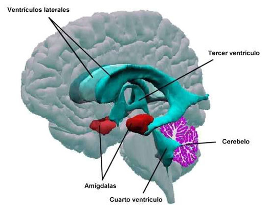 Amigdalas cerebrales