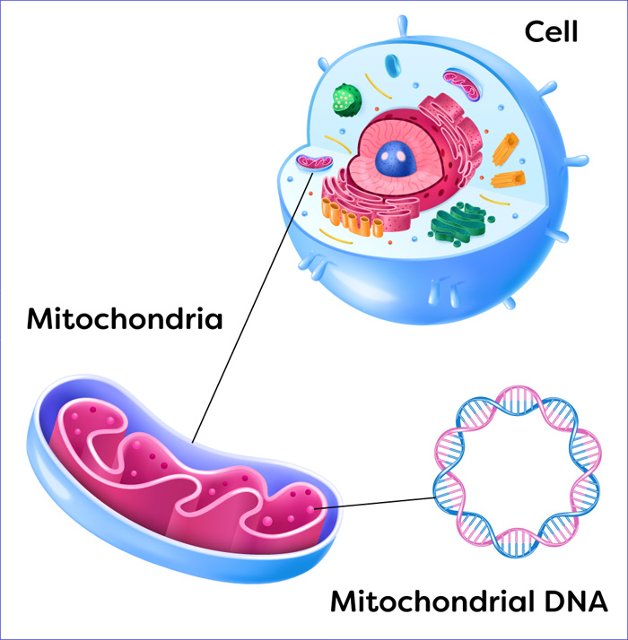 MITOCONDRIAS