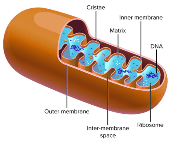 MITOCONDRIAS