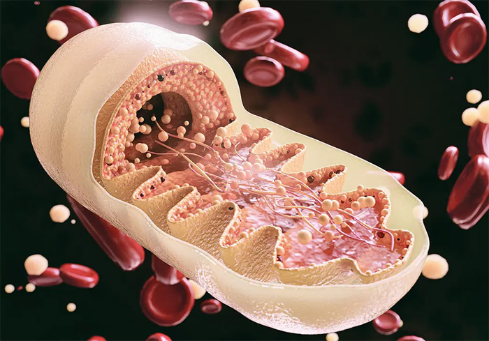 MITOCONDRIAS: PATOLOGIAS ASOCIADAS