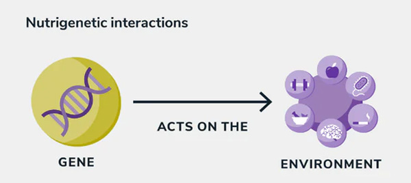 Nutrigenómica vs nutrigenética