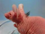 El azar, los ratones y una probable cura contra la calvicie