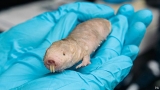 Un roedor a prueba de cncer puede ser la clave para los tumores malignos