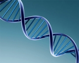 Descubren el reloj biolgico del ADN: una ayuda para entender el proceso de envejecimiento 